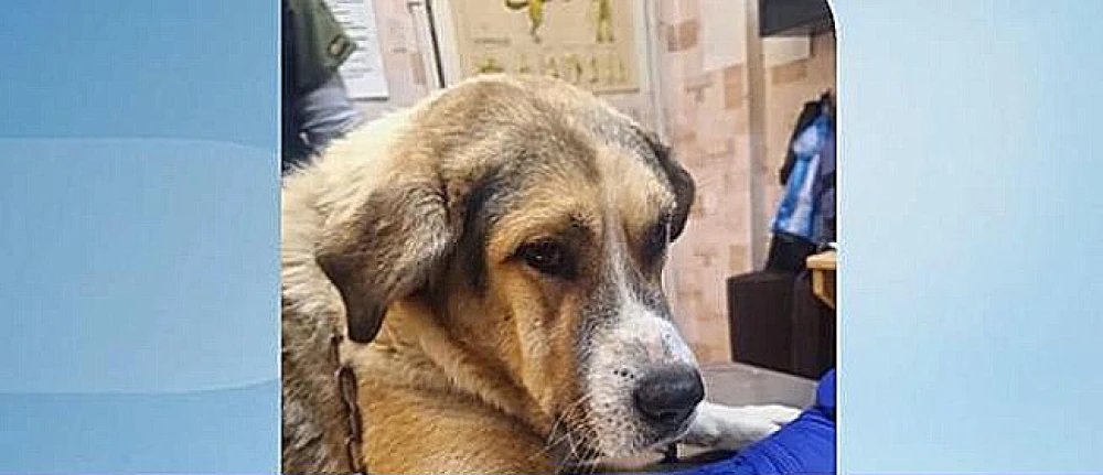 Страшен случай: Водач тормози куче в Панагюрище