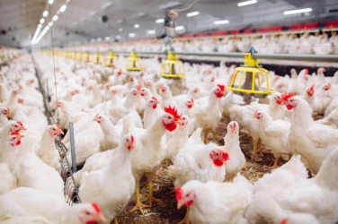 Аларма от властите: Инфлуенцата засяга 20% от птиците носители на яйца в страната