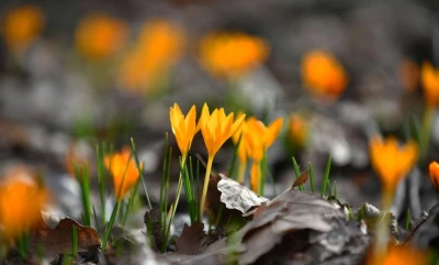 Пролетта наближава: Март ще ни изненада с температури от минус 5 до 25 градуса