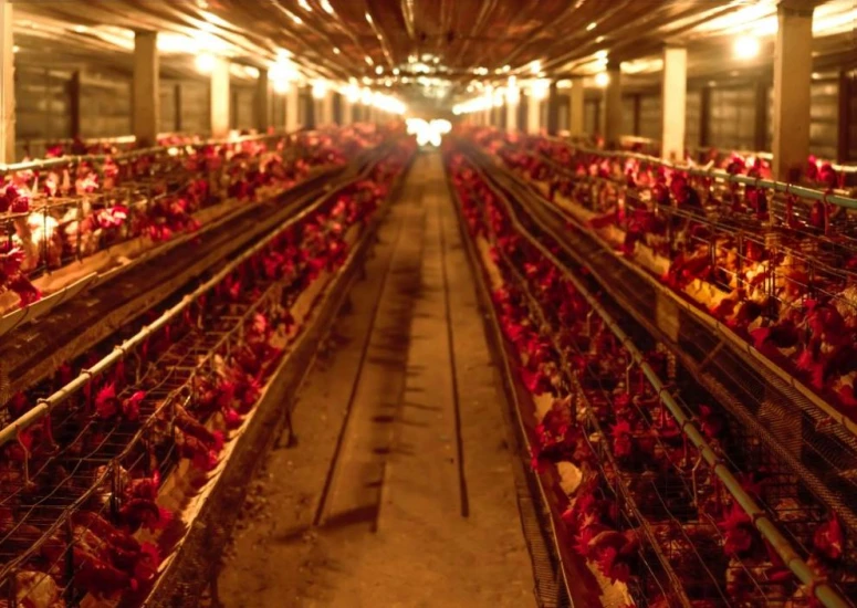 Откриха огнище на птичи грип в Пазарджишко, засегнати са над 170 хиляди кокошки