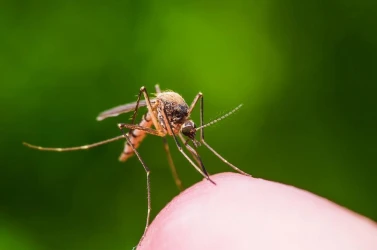 Регистриран един случай на денга в България