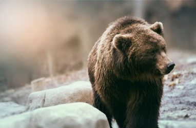 Мъж в Зоопарка в Стара Загора загуби телефона си от мечка, опитвайки се да я заснеме от близо (ФОТО)
